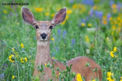 How to Keep Deer Out of Garden