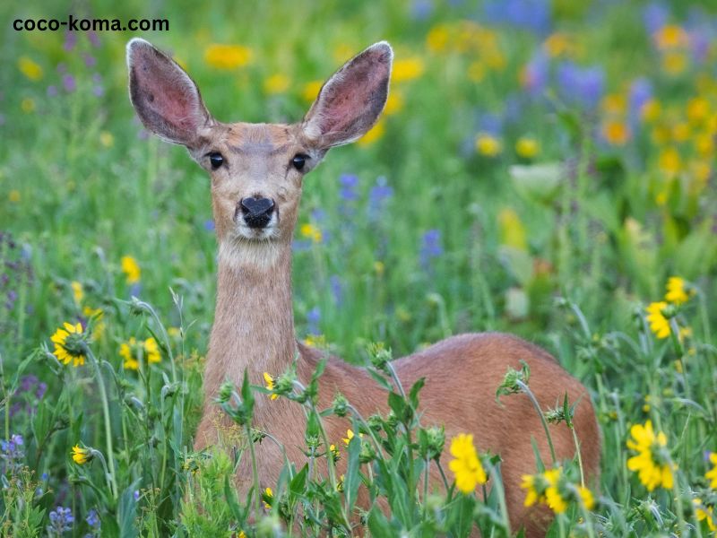 How to Keep Deer Out of Garden